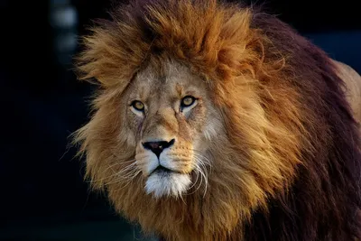 новый портрет маленького красивого льва из всплеска неонового фона вектор,  лев, лев неон, лев неоновый фон фон картинки и Фото для бесплатной загрузки