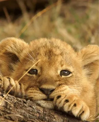 Маленький лев рычит на мою удаленную камеру\" | Пикабу