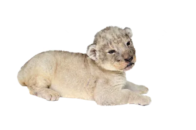 В крымском зоопарке \"Тайган\" у эвакуированной из Мариуполя пары львов  родились три малыша - Лента новостей Мариуполя