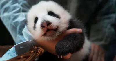 Фото маленькой панды 