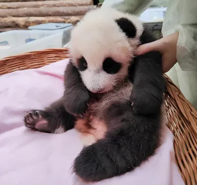 Маленькая панда из Московского зоопарка начала вставать на все лапы |  RuNews24.ru | Дзен