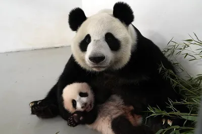 Маленькая панда в Московском зоопарке: последние новости, фото, возраст