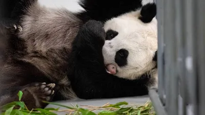 Московский зоопарк показал новые кадры маленькой панды и ее мамы | Фото |  Общество | Аргументы и Факты