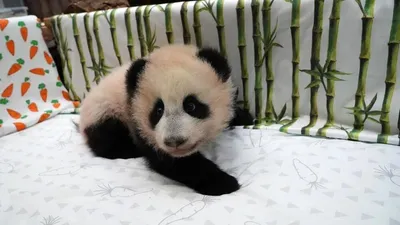 Интересуется миром»: в Московском зоопарке рассказали о жизни малыша панды