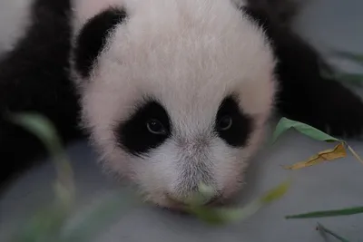 Московский зоопарк сообщил о новых способностях маленькой панды - Мослента