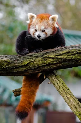 Маленькая панда из Московского зоопарка | Фото | Общество | Аргументы и  Факты