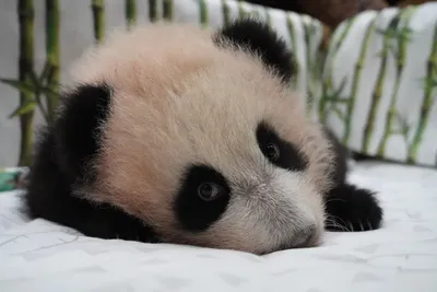 Маленькая панда в Московском зоопарке сделала первые шаги: видео