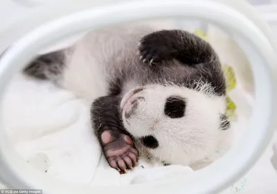 Маленькая панда, зоопарк вены Стоковое Изображение - изображение  насчитывающей звеец, перемещение: 108183993