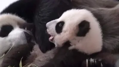 Бездонный взгляд маленькой панды - YouTube