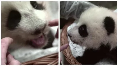Младенцы маленькой панды стоковое фото. изображение насчитывающей мило -  64823620