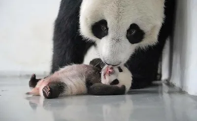 Игры малыша панды с мамой попали на видео. Это очень мило | РБК Life
