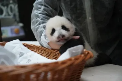 Малышка-панда из Московского зоопарка учится держать голову - KP.RU