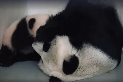 Москвичи выбирают имя для маленькой панды | Большая Азия