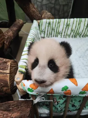 Маленькая панда из Московского зоопарка встала на четыре лапки - РИА  Новости, 13.12.2023