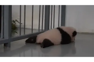 Появилась темная «жилетка», почернел нос: маленькая панда в Московском  зоопарке меняется каждый день - Страсти