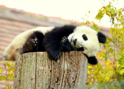 Собянин спросил у москвичей, как назвать маленькую панду в Московском  зоопарке - Катюша или Сяо Мо? - Российская газета