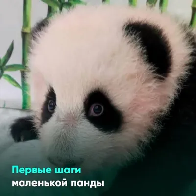 Stuffed Panda Bear 30 Days, Baby Panda Stuffed Animal in 11 Inches
