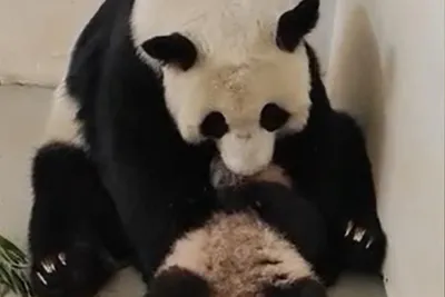В Московском зоопарке маленькая панда попыталась сбежать из манежа