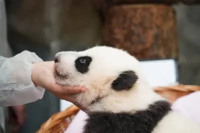 В Московском зоопарке показали, как панда «лает» на сотрудников — видео и  фото — Сноб