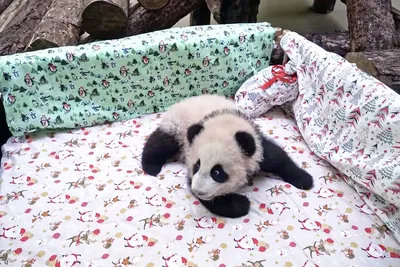 Москвичи выбрали имя для маленькой панды из столичного зоопарка - Союзное  Вече