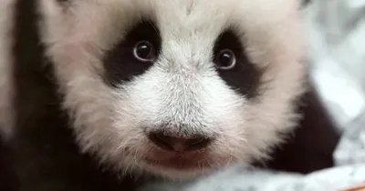 Маленькая панда напала на сотрудника зоопарка при осмотре - Москвич Mag