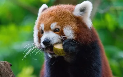 Ученые: красные панды - два разных вида, а не один - BBC News Русская служба