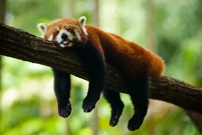 В зоопарке города Бенхэм родился мальчик малой панды - Животное панда:  энциклопедия, все про панду!