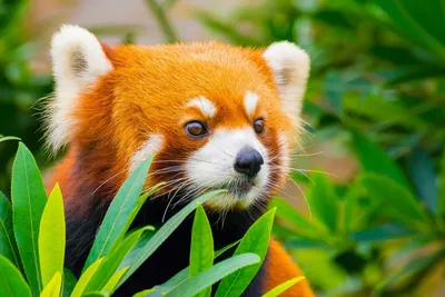Красная панда: милый и загадочный зверек, который нуждается в нашей защите  | Red Panda | Дзен