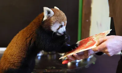 Гибрид панды и малой панды» — создано в Шедевруме