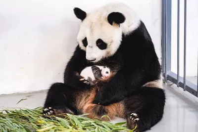 Малая панда: милый зверь с трудной судьбой | Вокруг Света