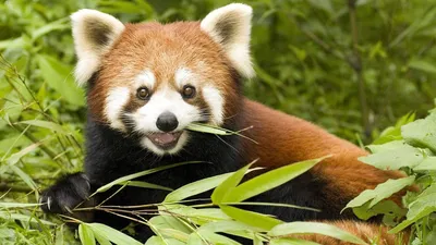 Красная Панда: Фото и описание, Как выглядит, Где обитает, Чем питается и  Интересные факты (Фото)