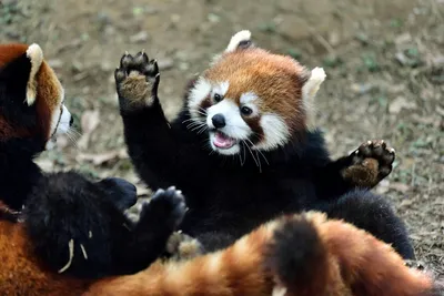 Красная панда: фото и подборка интересных фактов о малой панде