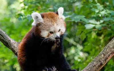 Красная панда мирно лежит на ветке дерева | Премиум Фото