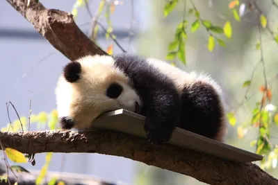 Небольшой Panda красная панда. Стоковое Фото - изображение насчитывающей  ухо, волосы: 170602744