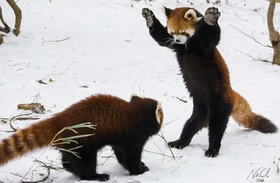 красная панда#лапы#дерево# кора#животное#обои | Red panda, Cute animals,  Panda