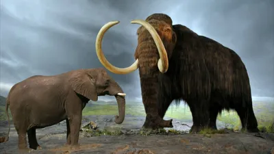 Фото мамонта и слона 