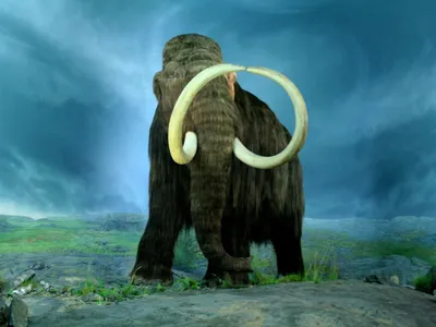 Игра в бога. Ученые воскресят шерстистых мамонтов, чтобы создать  арктических слонов