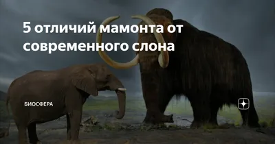 Волонтеры почистят мамонта и слона в Академгородке