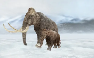 Неандертальцы охотились на слонов, которые были в два раза больше мамонтов  - Hi-News.ru