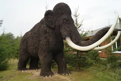 Мамонт Колумба: Один из крупнейших слонов в истории планеты, в два раза  тяжелее современного - ЯПлакалъ