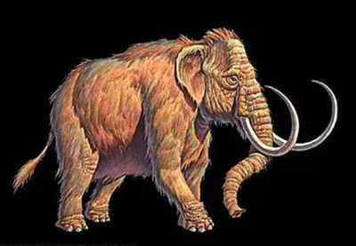 3d иллюстрация шерстистого мамонта, заряжающего вымершего родственника  современного слона, изолированного на белом фоне Стоковое Изображение -  иллюстрации насчитывающей млекопитающее, относительно: 226548675