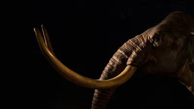 Доисторический деликатес: ученые создали митбол мяса мамонта - ForumDaily