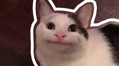 Мемы плюшевая игрушка, счастливый кот / happy cat - купить с доставкой по  выгодным ценам в интернет-магазине OZON (1287049892)