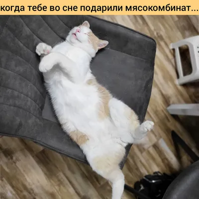 Весёлые картинки и мемы кота-одессита | Морган Кот | Дзен