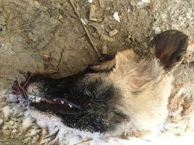 Труп до смерти забитой собаки из Сысольского района отправят на экспертизу  | Комиинформ