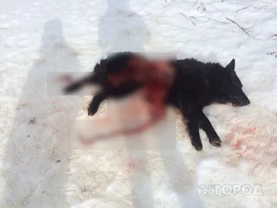 мертвая собака стоковое фото. изображение насчитывающей ухудшение - 45110150