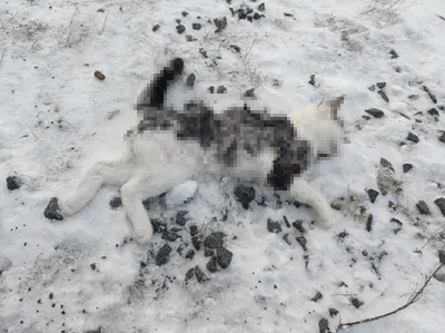 В Якутске расчлененный труп собаки выбросили из окна девятиэтажки ФОТО +  ВИДЕО - StormMedia24