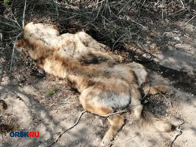 В Кузнецке Пензенской области на улицах лежат мертвые собаки. Фото (16+)