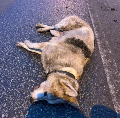 Третьи сутки мертвые собаки лежат у дороги в Хабаровске (ФОТО; ВИДЕО) —  Новости Хабаровска
