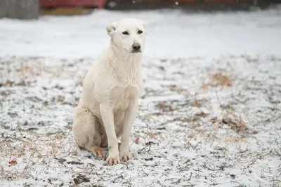 Семь собак спасли 90-летнюю бабушку от холодной смерти в доме без  отопления, согревая её своими телами